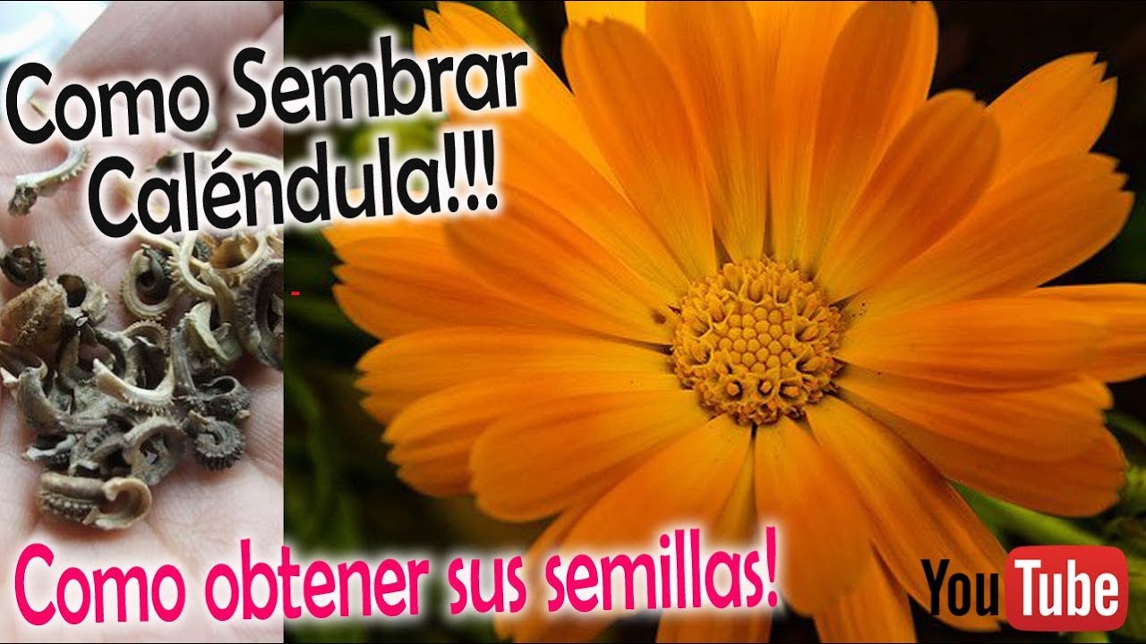 SEMBRAR CALENDULA  // Caléndula Orgánica
