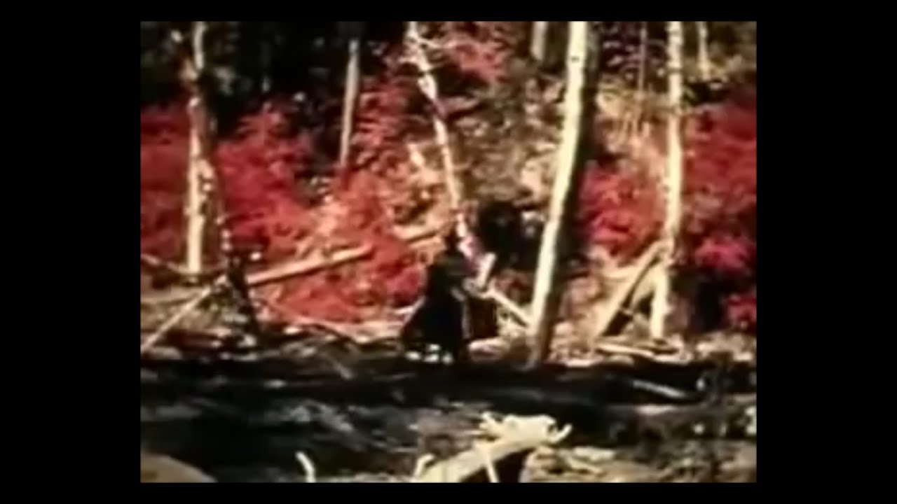 Why can't we film Bigfoot again? (ThinkerThunker)