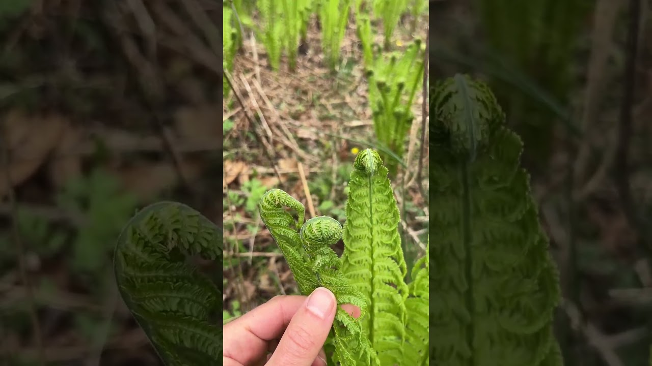 Fiddleheads - Ferns