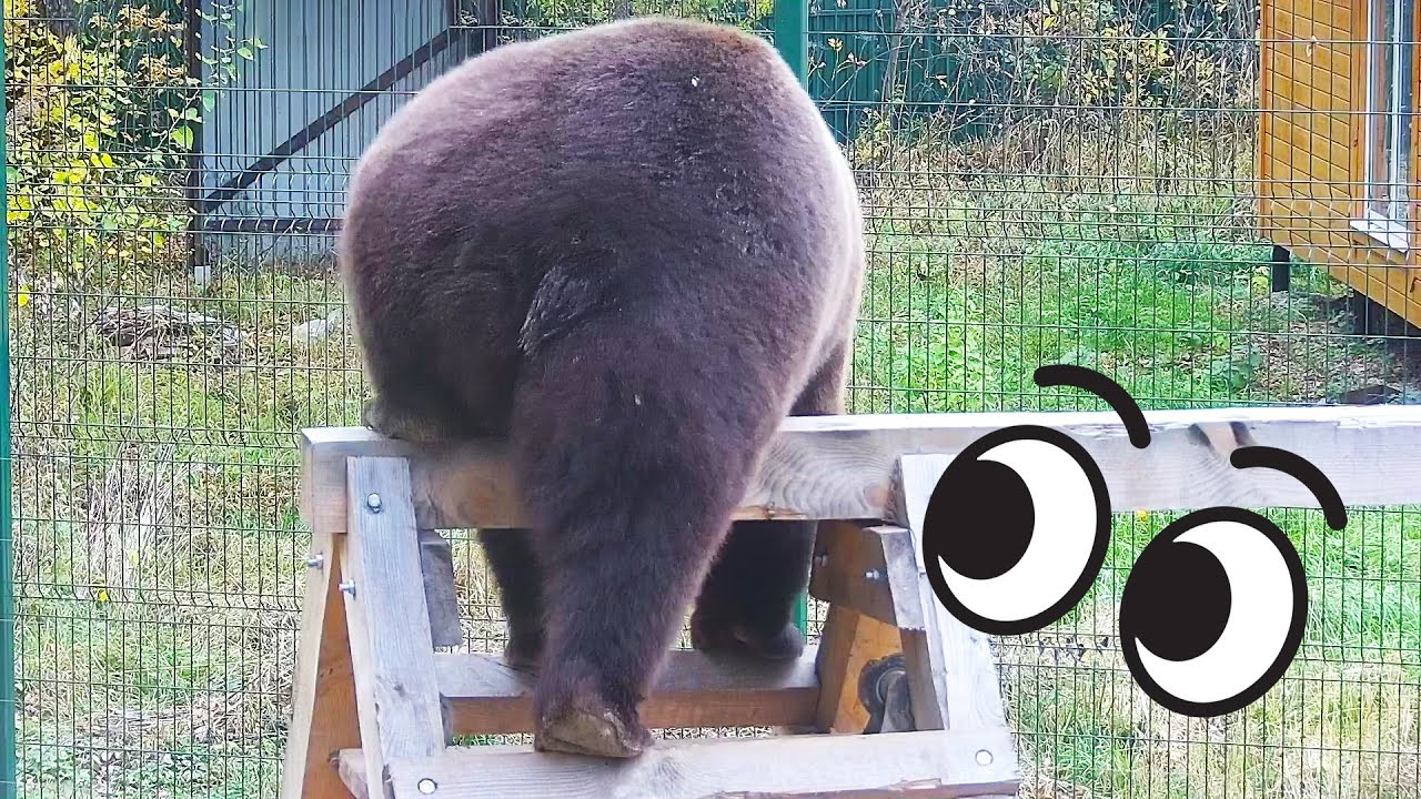 Медведь гимнаст, акробат и просто чемпион🐻🤸‍♂️