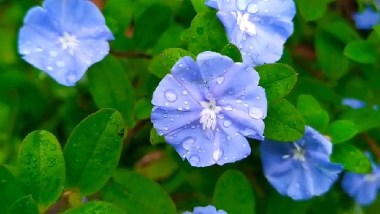Azulzinha