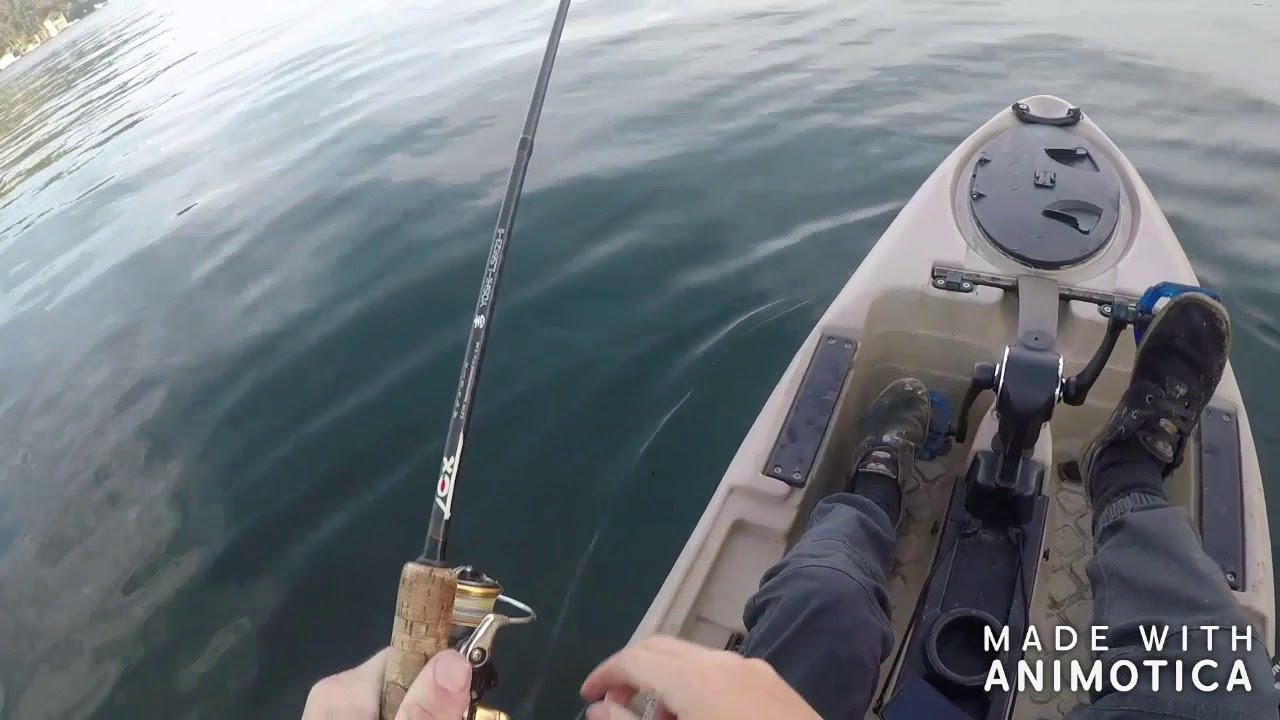 KINGFISH SWITCHBAIT SMOKING!!