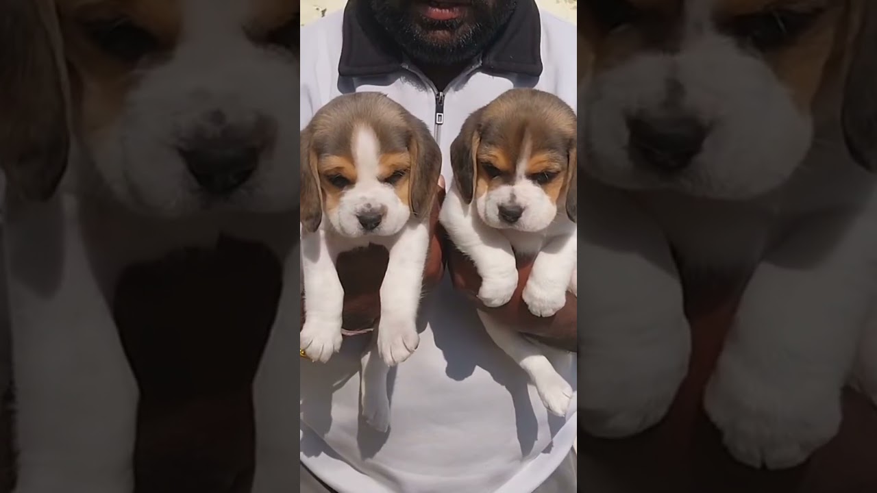 cheapest dog market in delhi !! dogs in delhi #pets #puppy #dog