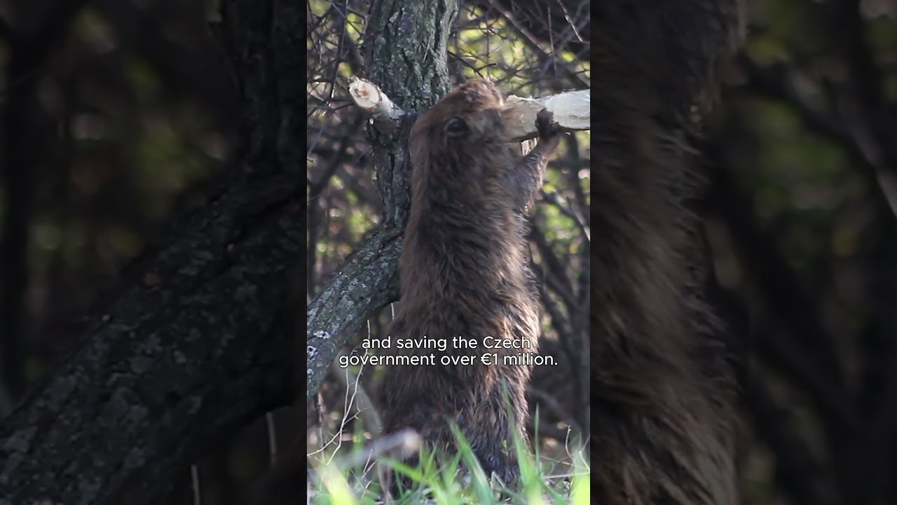 How smart beavers saved millions