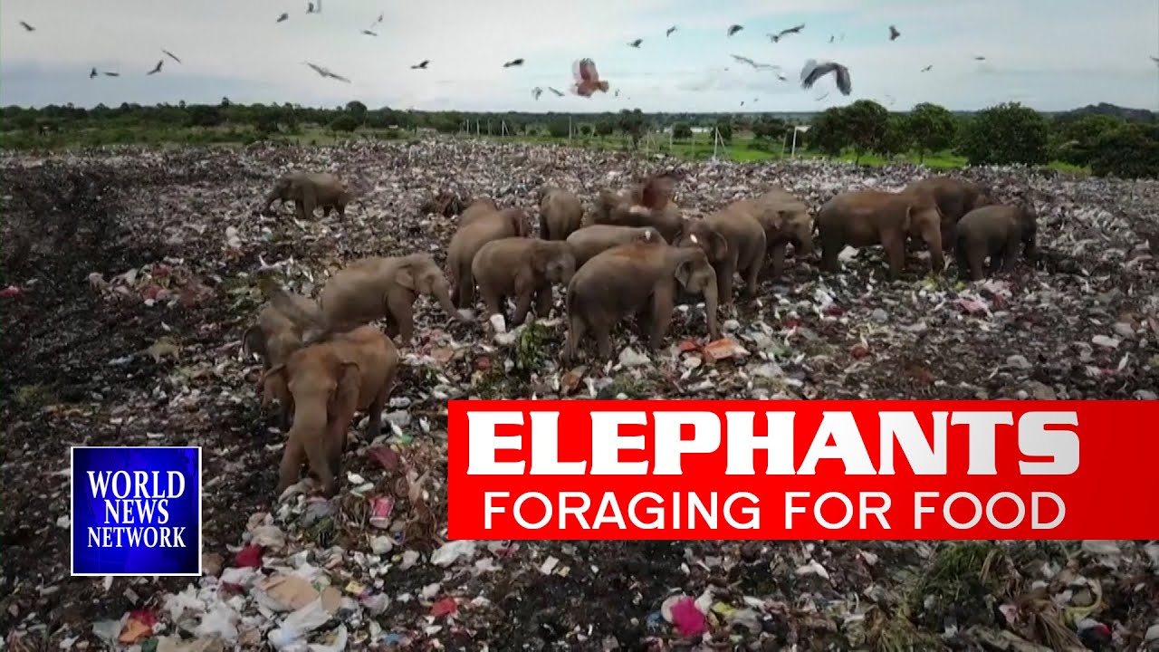 Drone footage shows elephants foraging for food in Sri lanka garbage dump