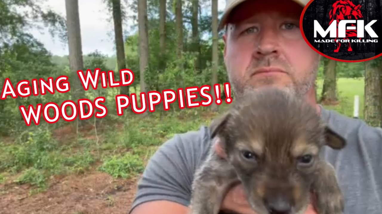 Handling 17 Day Old Wild Woods Puppies!!
