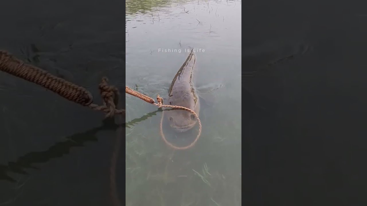 🎣 Fishing for LIFE in a Desi Village | A Day of Traditional Fishing in Rural Life 🌾 LifeLens