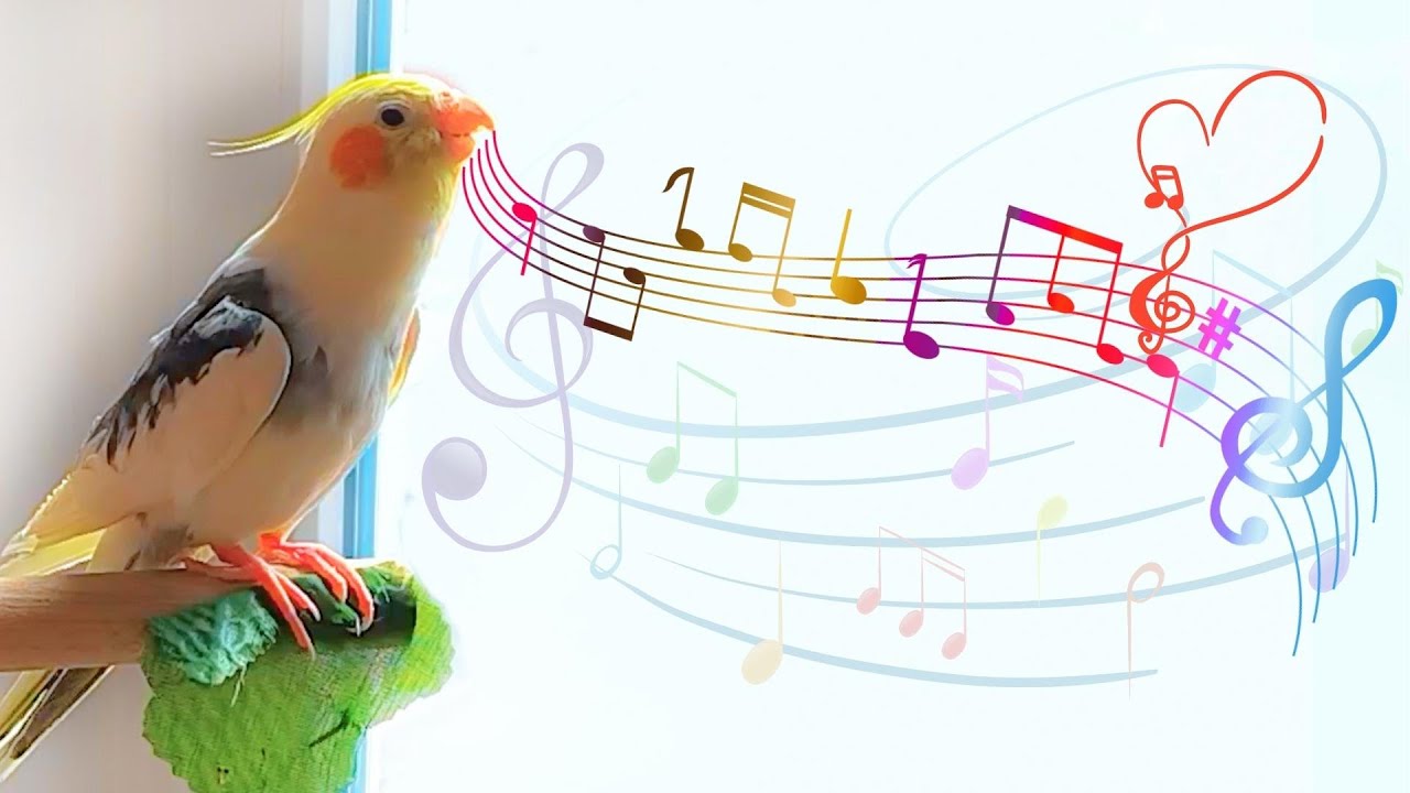 Happy Cockatiel Singing and Dancing 🦜cockatiel singing training 🌿
