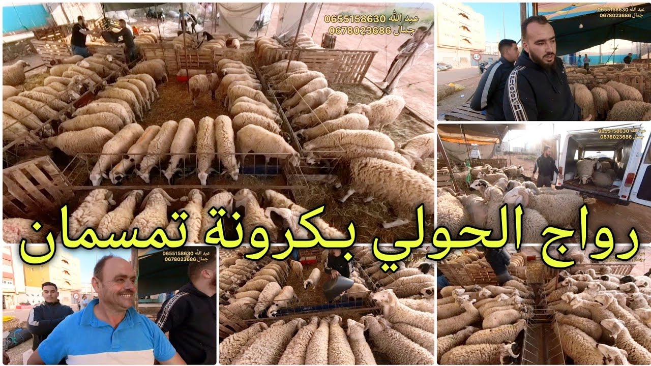 رواج الحولي مع اقتراب عيد الأضحى من كرونة تمسمان مع الاثمنة 😍🔥🔥