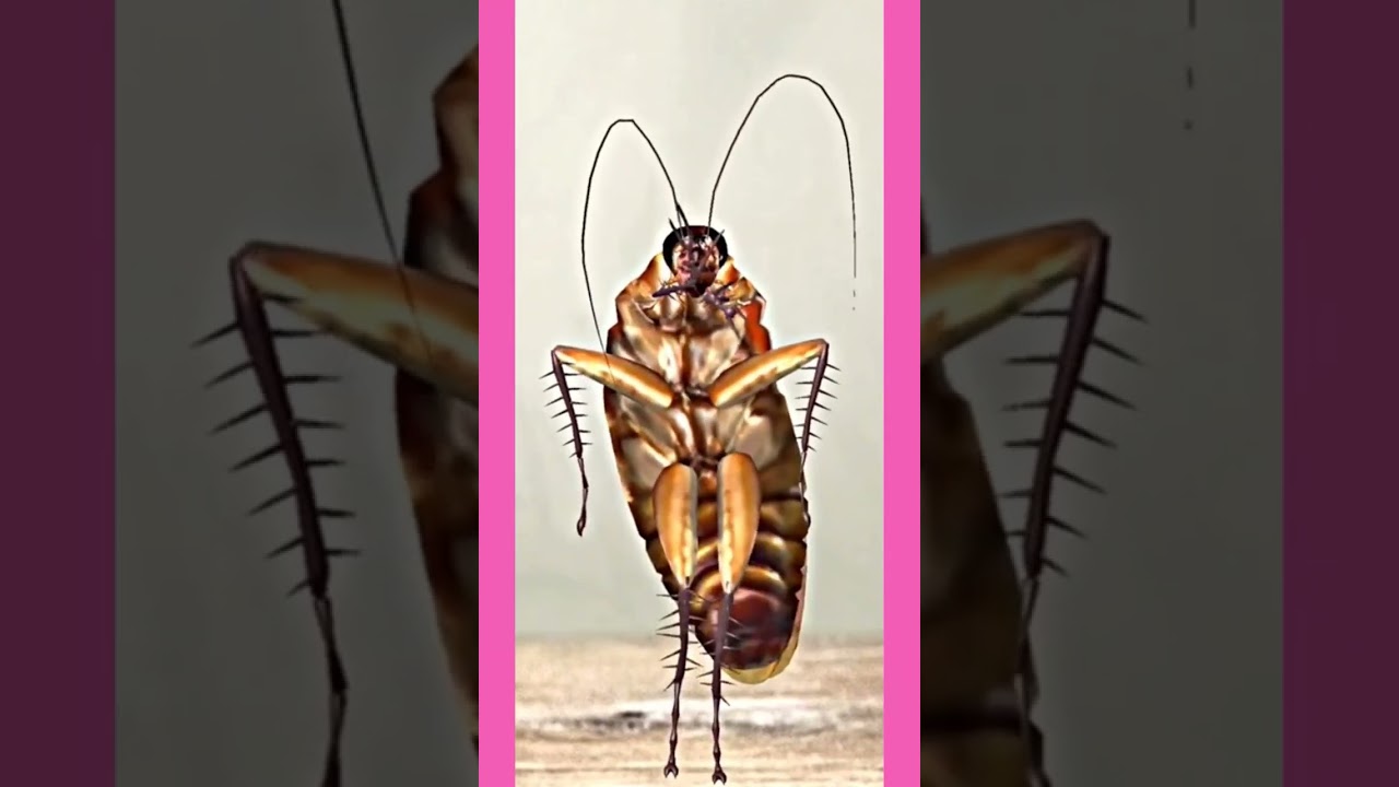 cockroach flowerdance #flower #blackpink #blink #jisoosong #cockroach #dance #shorts @chrasher20