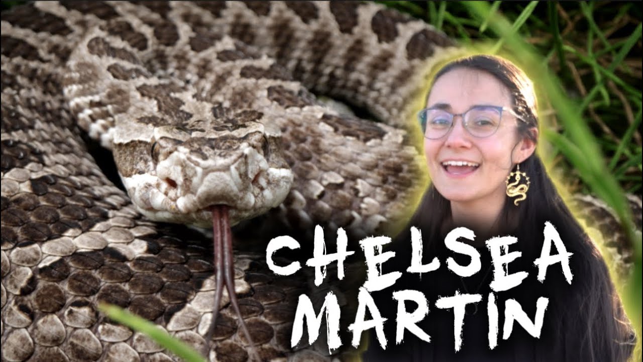 Chelsea Martin explores the social lives of rattlesnakes