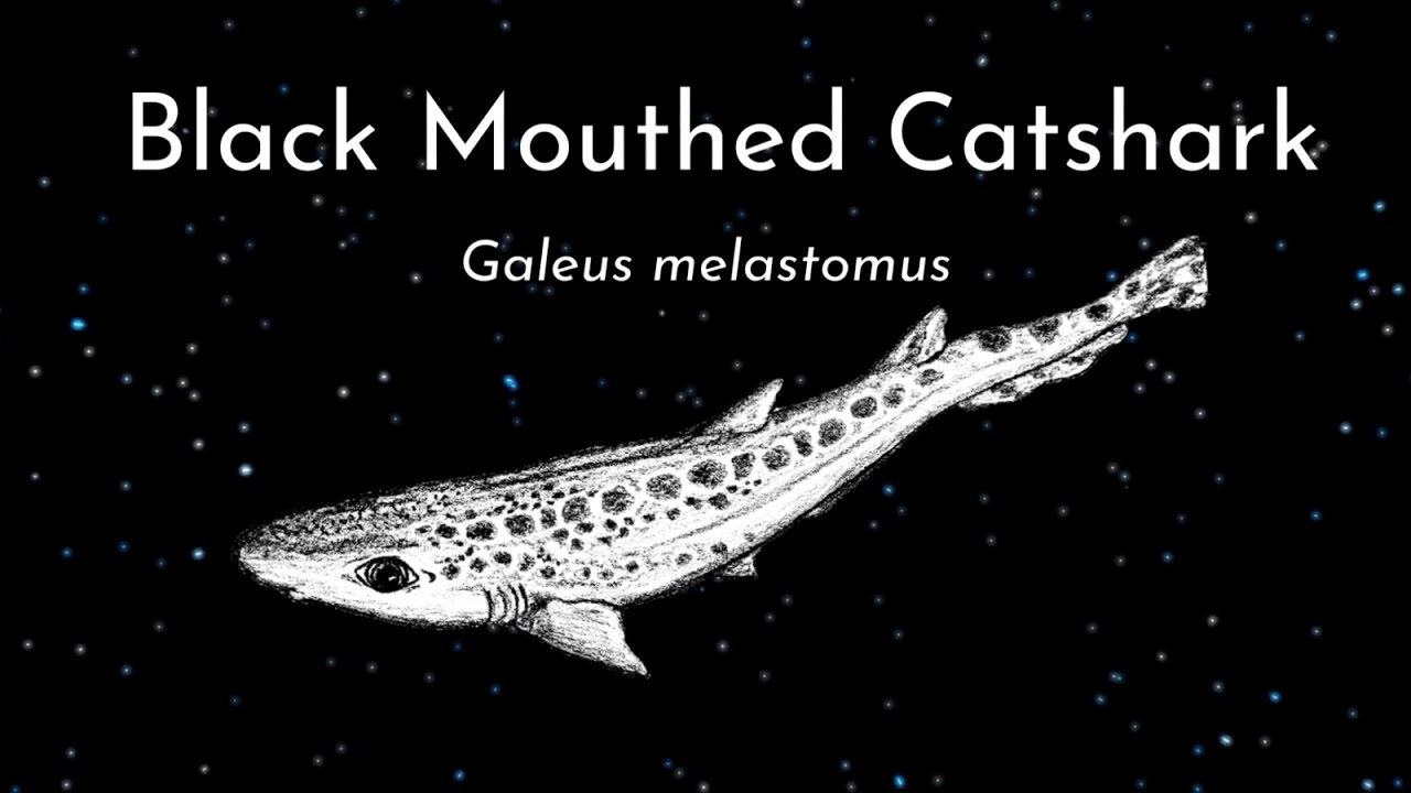 Black Mouthed Catshark