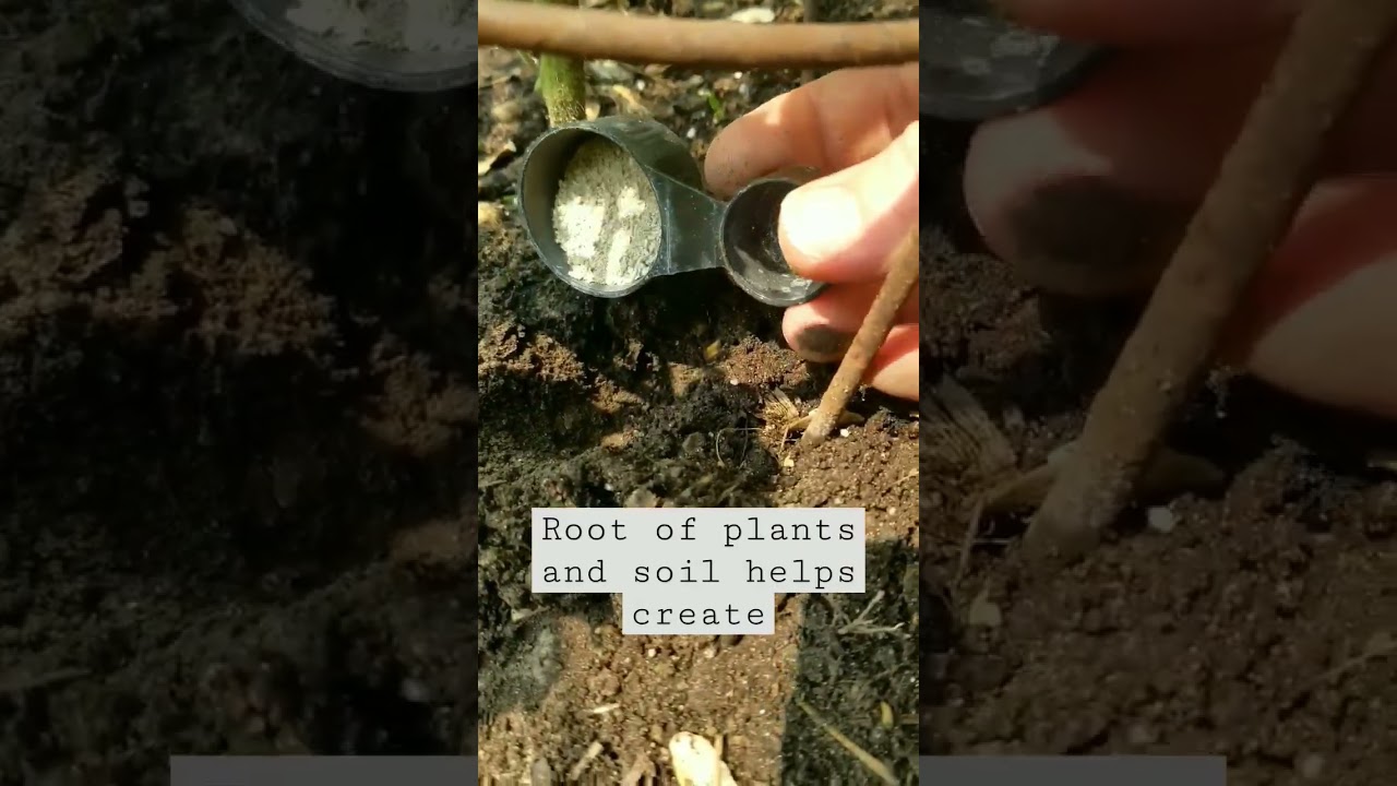 Mycorrhizae is amazing #shorts #shortsvideo #gardening