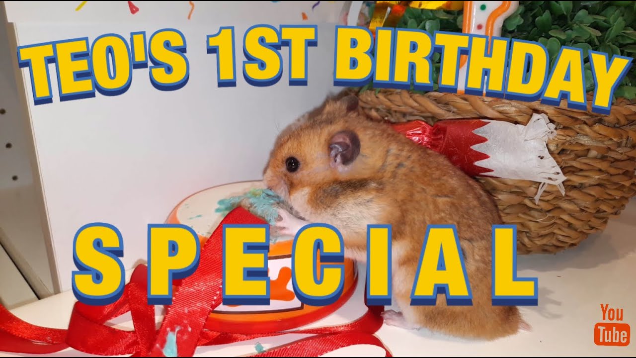 A Tiny Birthday For A Tiny Hamster | Teo's 1st Birthday Special | Cute Hamster Eats Cake🎂