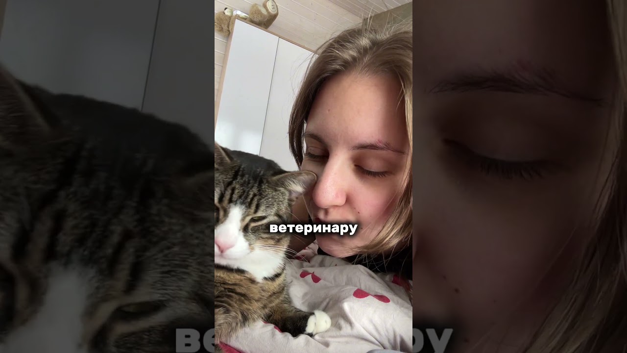 шерсть в желудке - это риск 💔