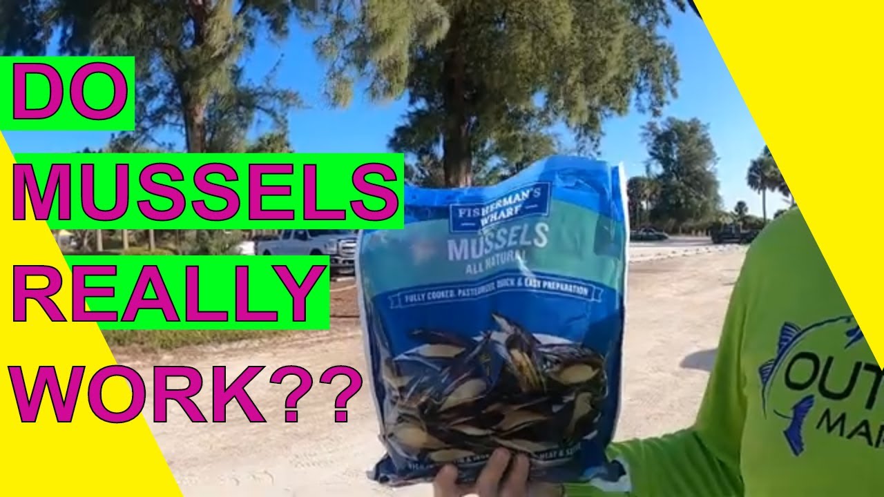 DO MUSSELS REALLY WORK FOR CATCHING SHEEPSHEAD??  (FISHING VENICE JETTIES)