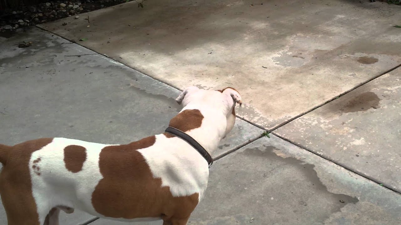 Red Nose And Blue Nose PitBulls