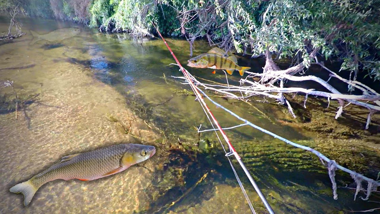 En détente sur le fleuve Perche Chevesne Aspe