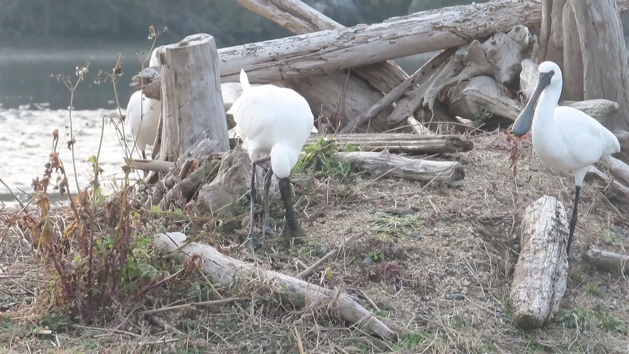 「クロツラヘラサギが巣作りっっ！？」という行動がみてとれる動画　in　新光産業きらら浜自然観察公園