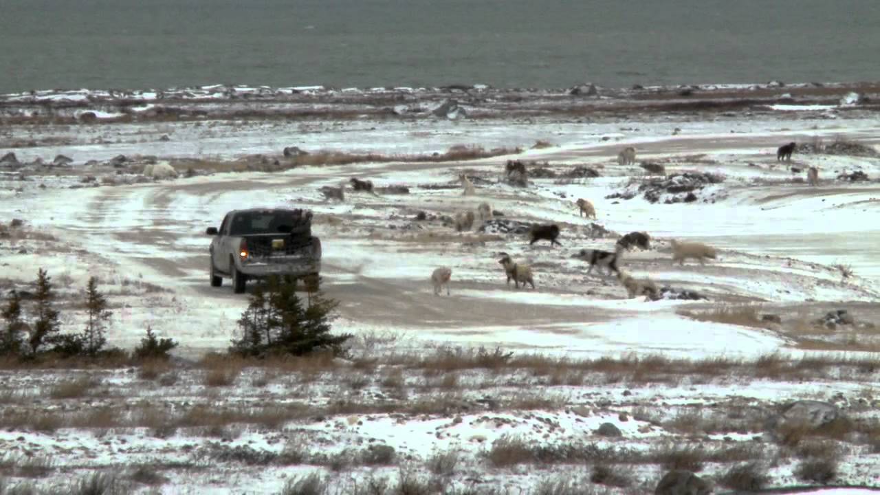 Last Dogs of Winter  Trailer 2