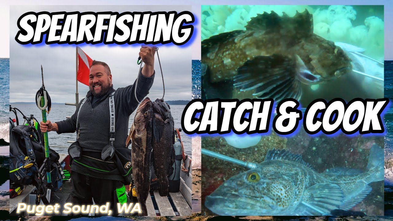 Spear Fishing Catch and Cook Puget Sound WA 4K