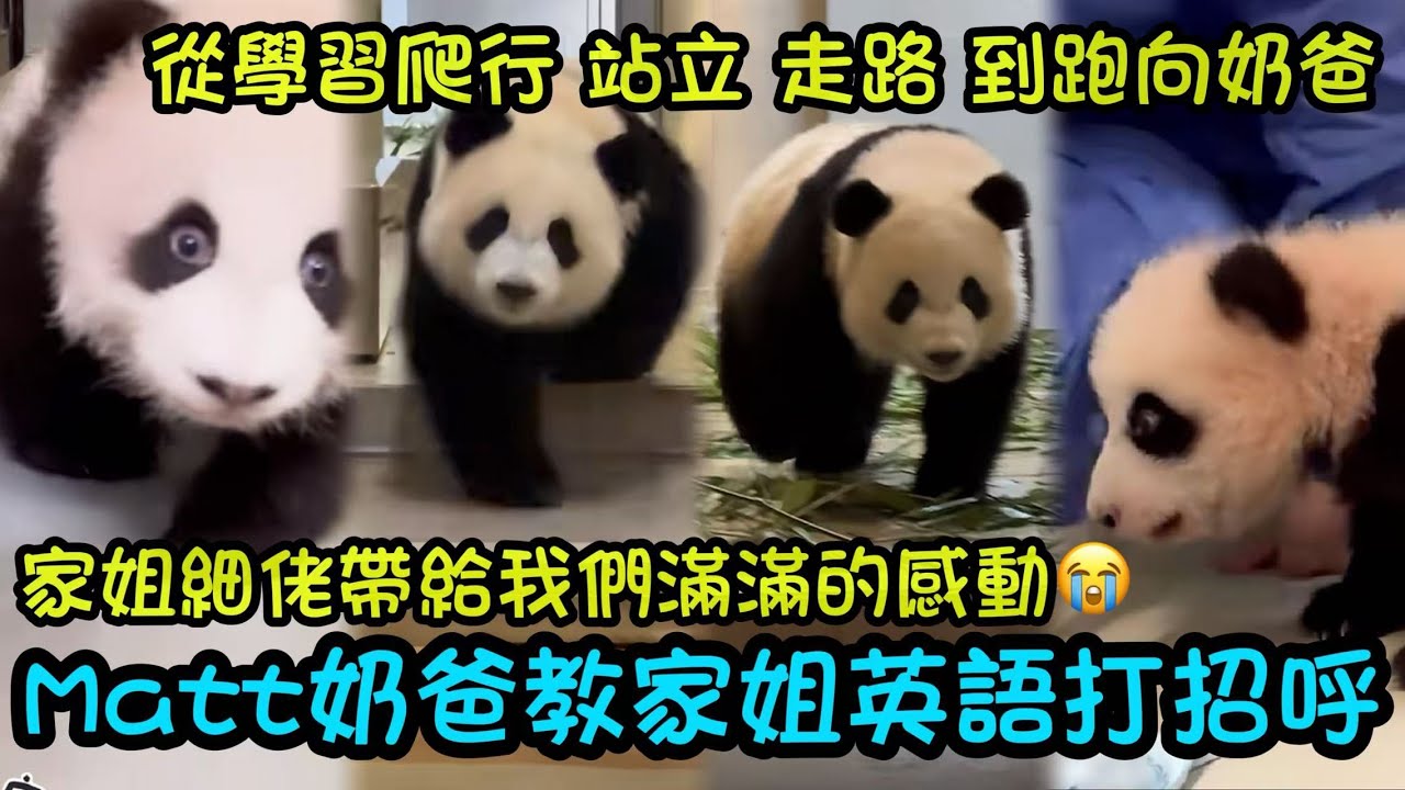 1月5日 Matt奶爸用英語和家姐打招呼，兩姐弟聽到奶爸叫，開心跑向奶爸，兩姐弟從學習爬行，到站立，到跑向奶爸，感動滿滿#大熊貓家姐細佬#大熊貓加加得得 #大熊貓家姐細佬#熊日常 #panda