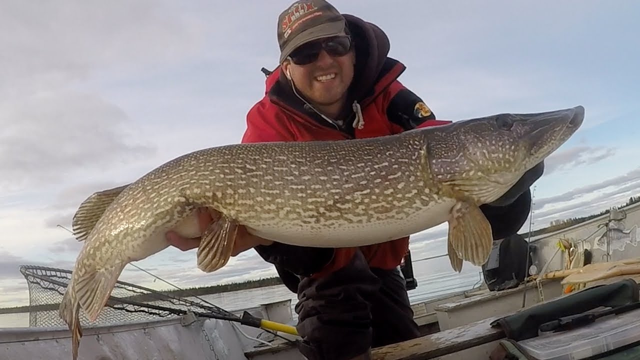 Big pike on dead baits, Edmund Lake, MB, Canada