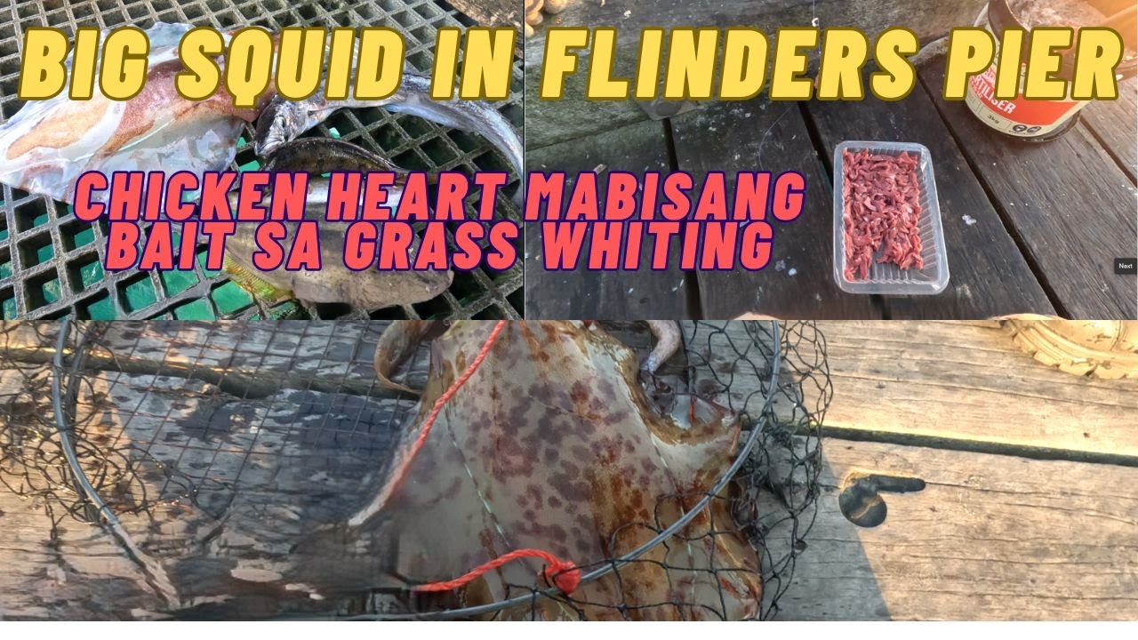 BIG SQUID IN FLINDERS PIER/BEST BAIT FOR GRASS WHITING