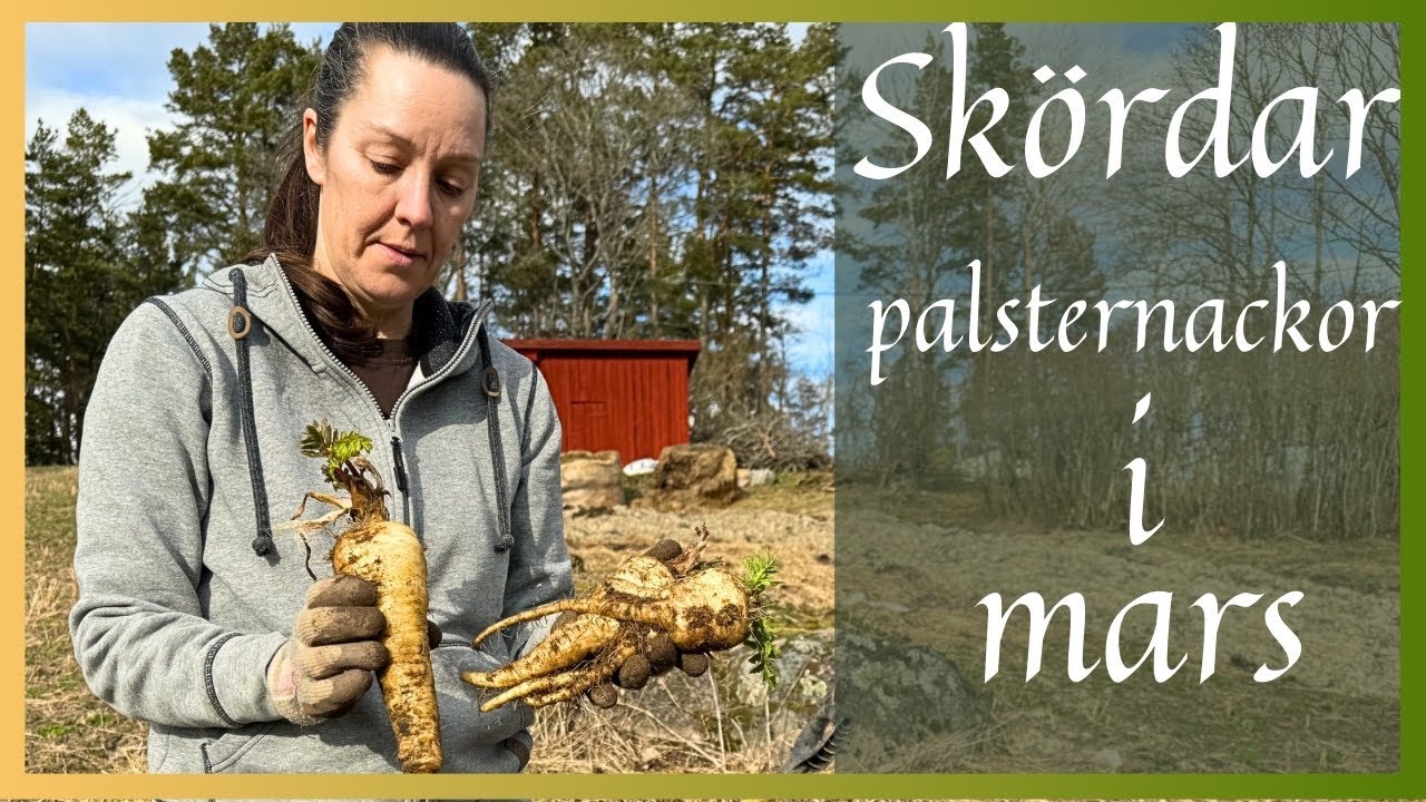 🥕 Skörda palsternackor i mars!