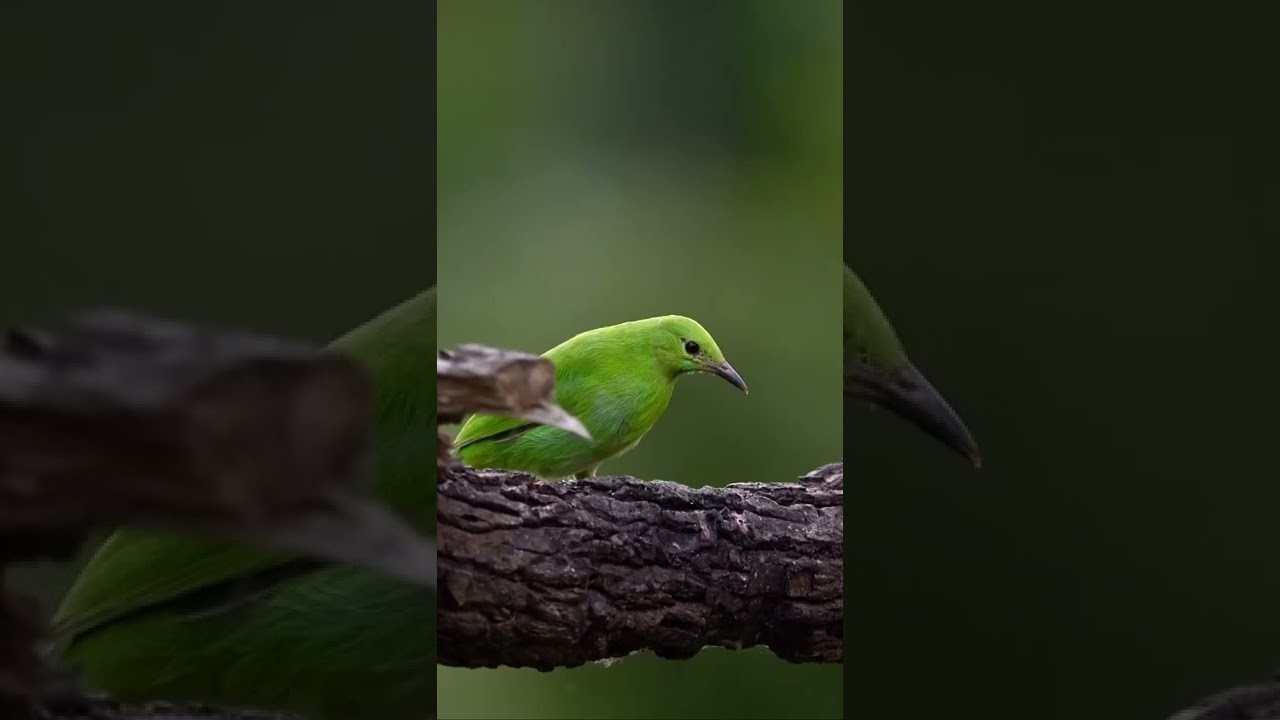 Jerdon&rsquo;s leafbird #jerdonsleafbird #reels #reelsinstagram #planetbirds #strabopixelclub #sonya9 l
