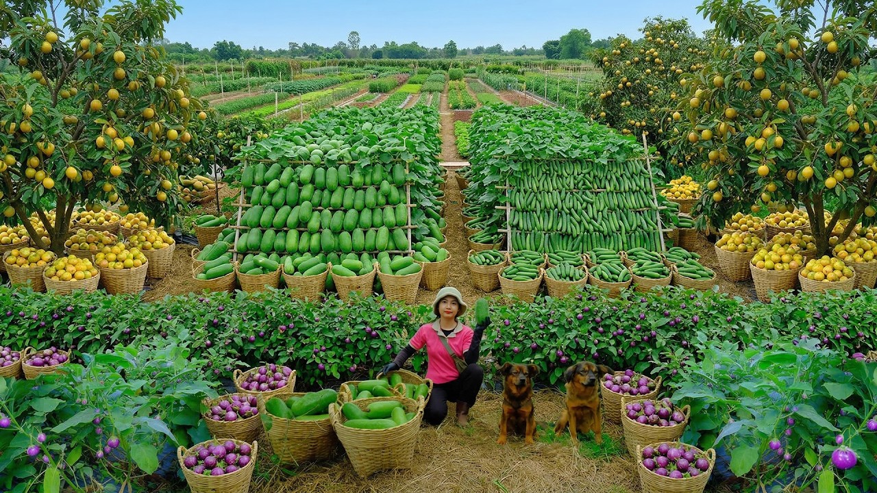 Relax With Harvesting Cucumber, Pumpkin, Purple Eggplant, Golden Star Apple, Malabar Spinach