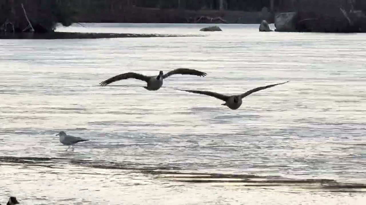 The Local Breeding Flock Coming In March 15, 2026