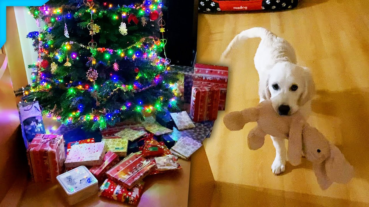 Prvn&iacute; V&aacute;noce s Amy - DayVlog_614 (24.12.2021)