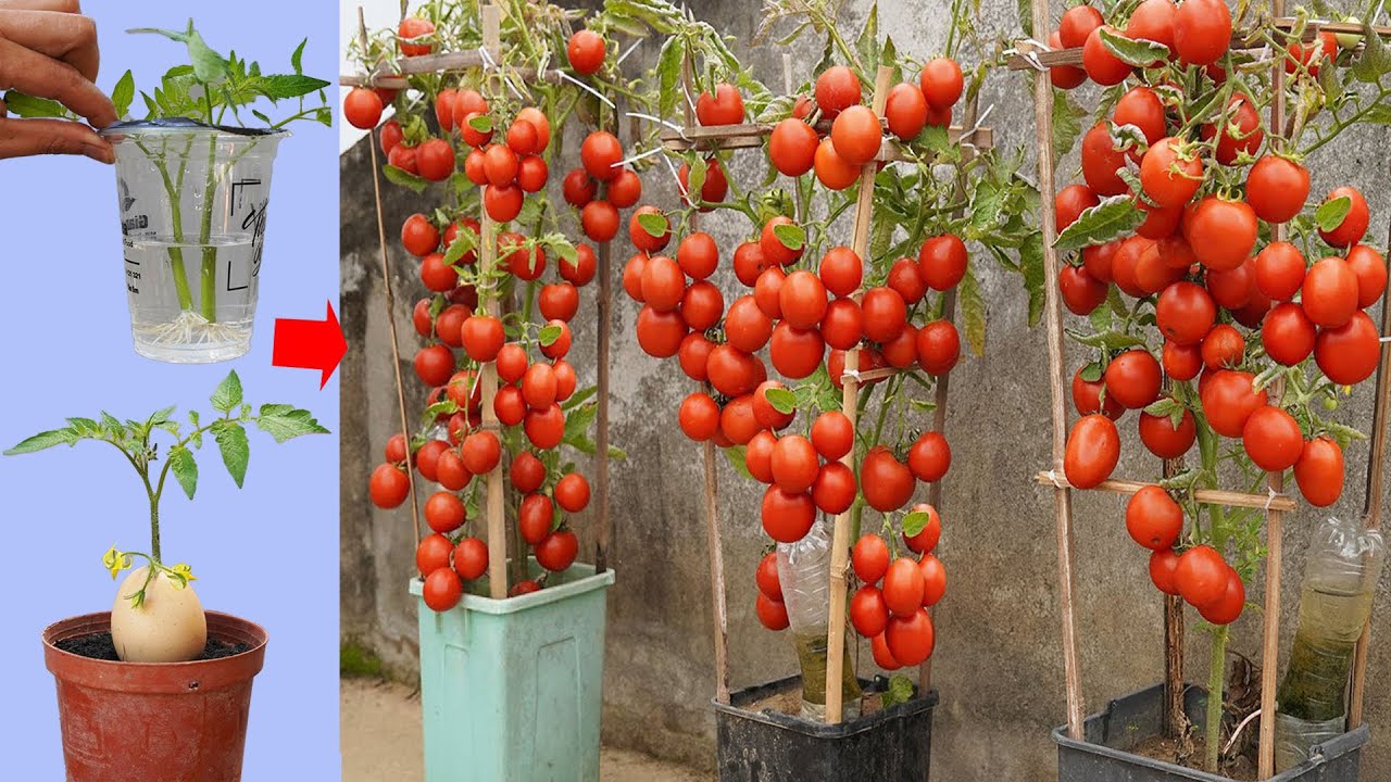 Secrets To Grow Tomatoes 10x Faster Using Kitchen Waste