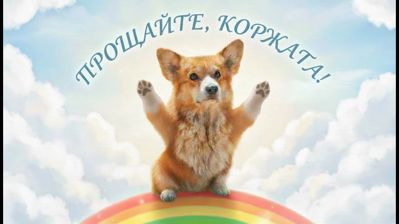 В ПАМЯТЬ О КОРГИ КОРЖИКЕ! Лучшие серии канала