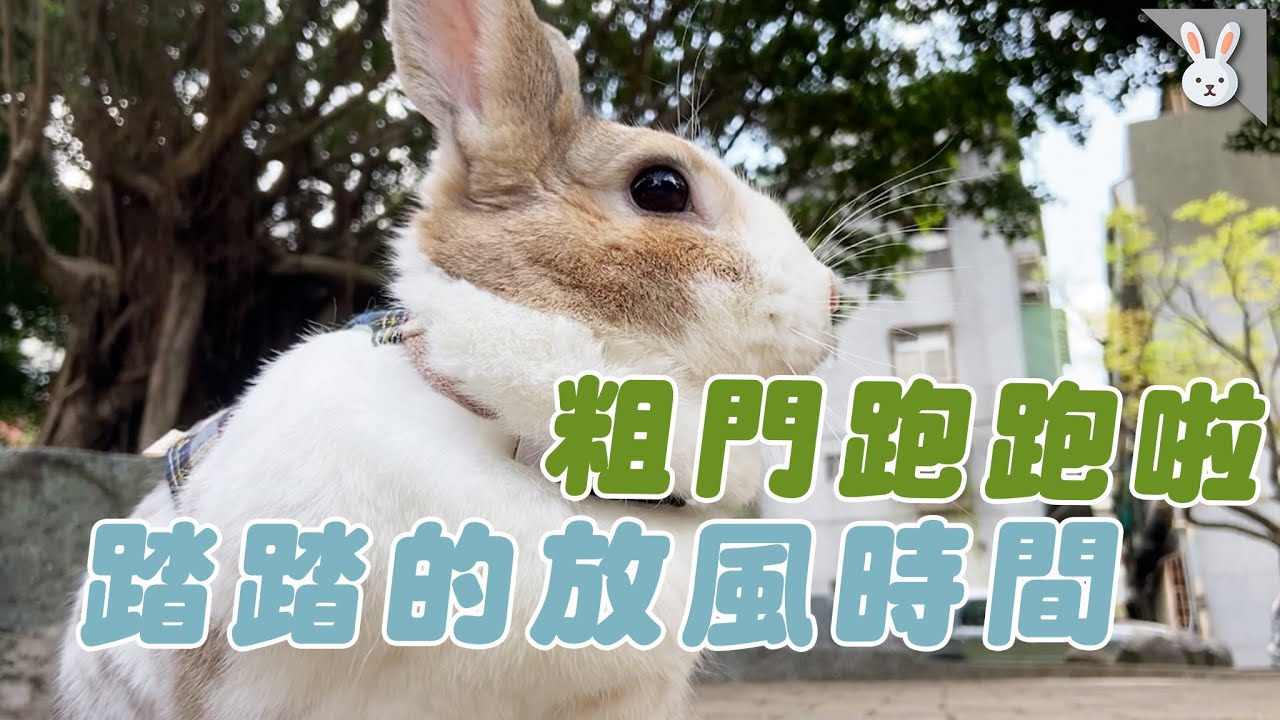 粗門跑跑！踏踏的早晨放風時間🌞｜兩隻胖兔兔 侑敏yomin