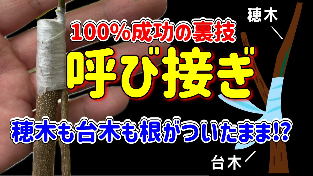 【保存版】失敗しない裏技接木！“呼び接ぎ”で100％成功を狙う！