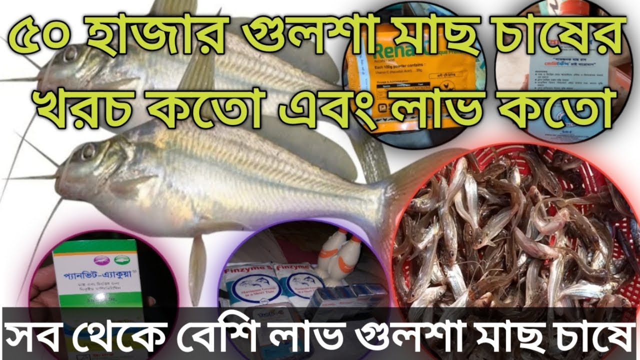 ৫০ হাজার গুলশা মাছ চাষের, আয় ব্যয়ের হিসাব এবং চাষ পদ্ধতি জেনে নিন 