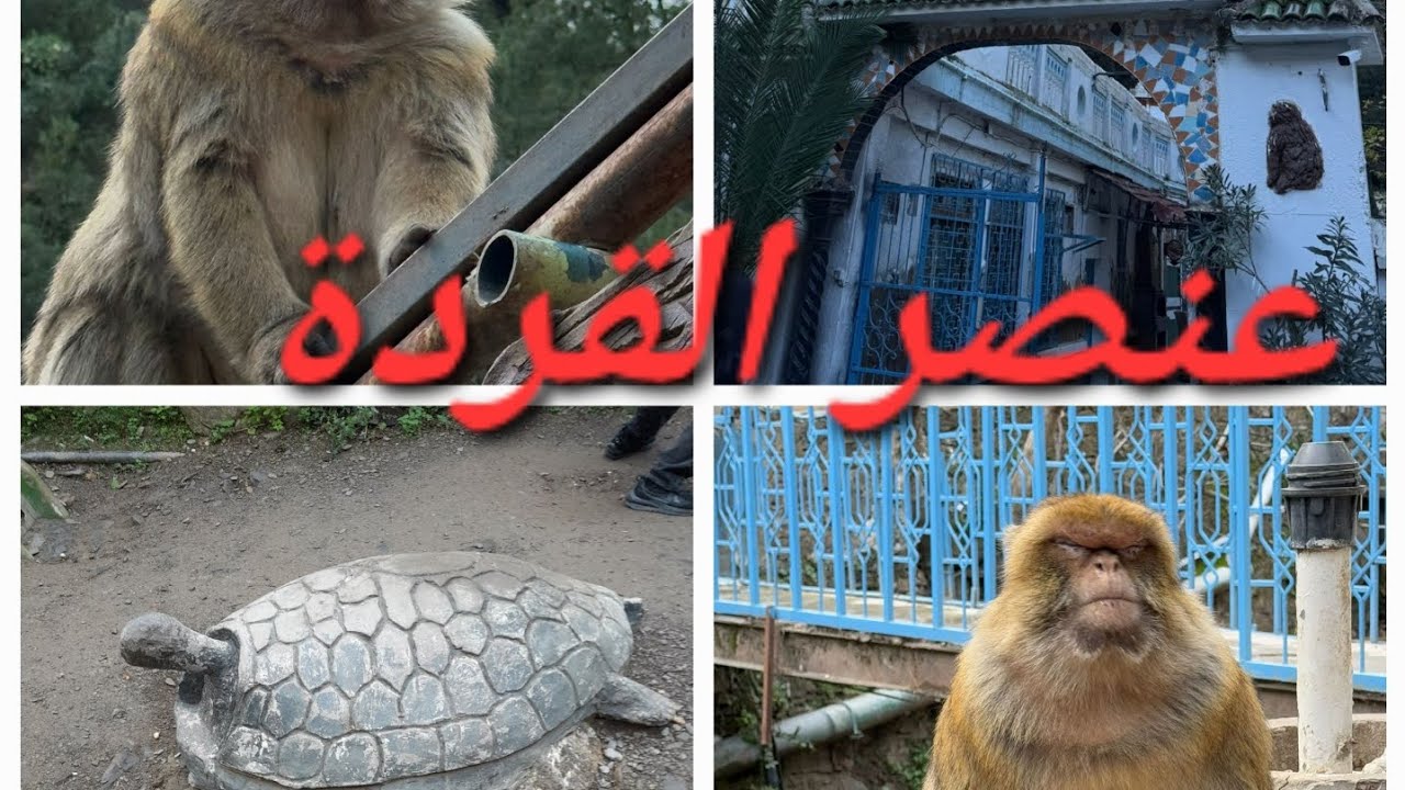 Ruisseau des singes, Chiffa Algérie 🇩🇿😍😍