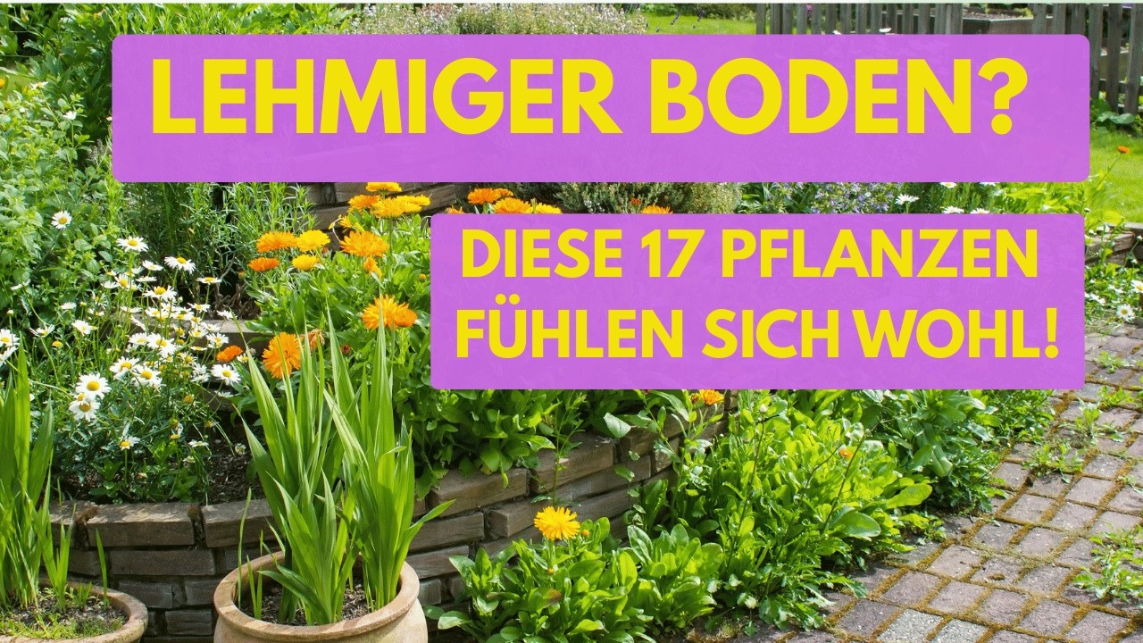 Du hast Lehmboden und nix wächst Diese 17 Pflanzen retten dein Beet!