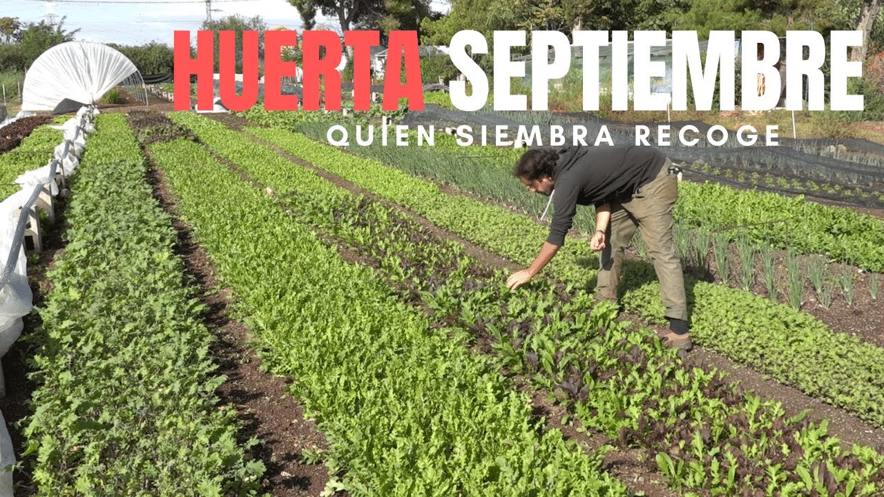 Septiembre en la Huerta | Clientes que vuelven, hormigas que roban y la abundancia como premio.