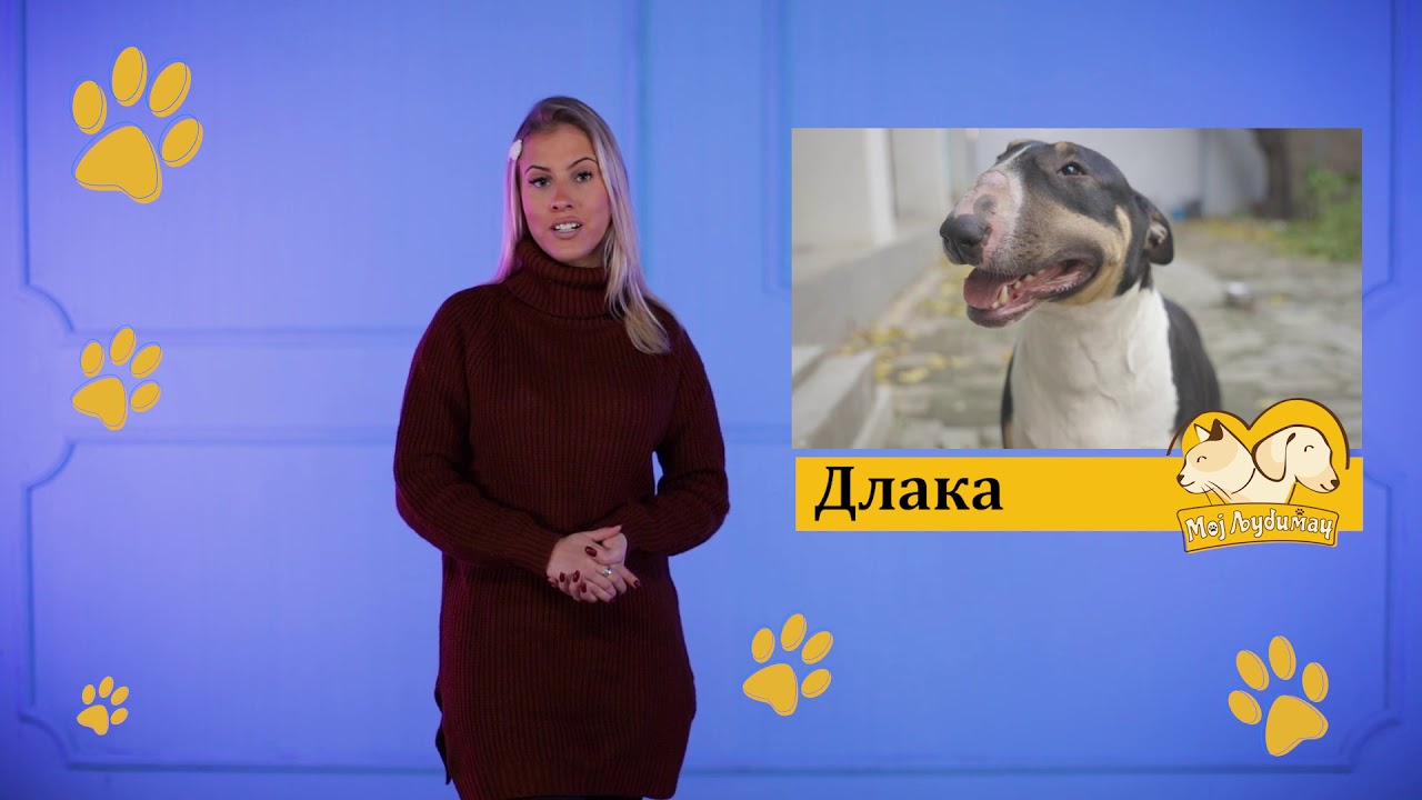 Moj ljubimac ep.18 - Bul terijer - 09.12.2019.