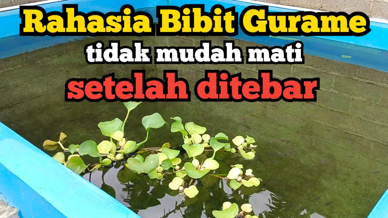 Cara agar Bibit Gurame tidak mudah mati setelah ditebar