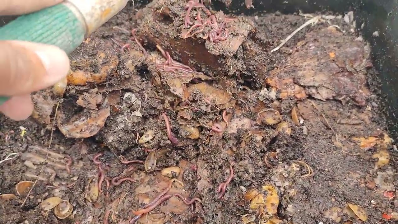 Vermicompostaje casero en Lanzarote. Lombrices con restos orgánicos. Jun25