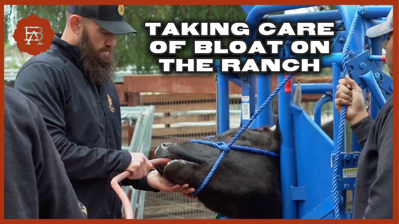 Curing Cattle Bloat By Tubing the Wagyu Steers | Browsey Acres