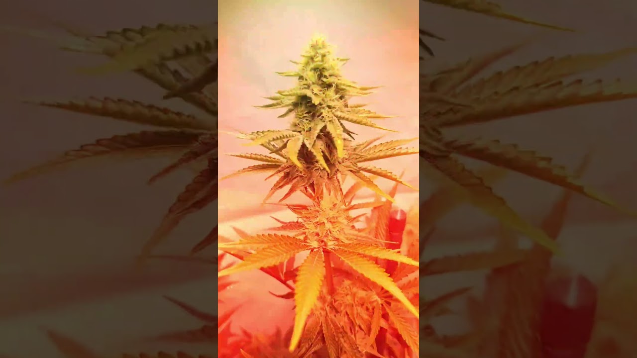 @hnnyhmp pr&auml;sentiert: Seriotica von Serious Seeds. Bl&uuml;tetag 35. Urban Grow Culture 🌿 @SANlightLED