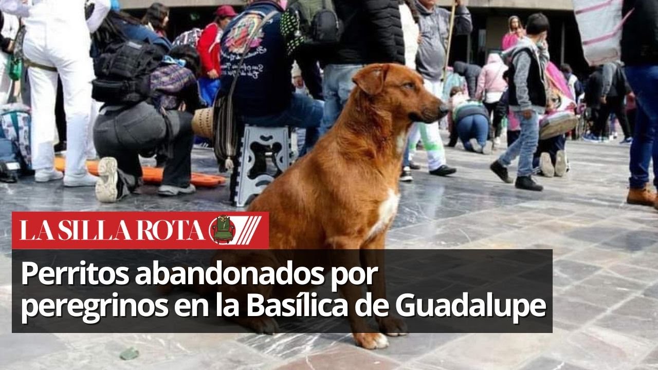 Animalistas piden a peregrinos no abandonar a perritos en la Basílica de Guadalupe