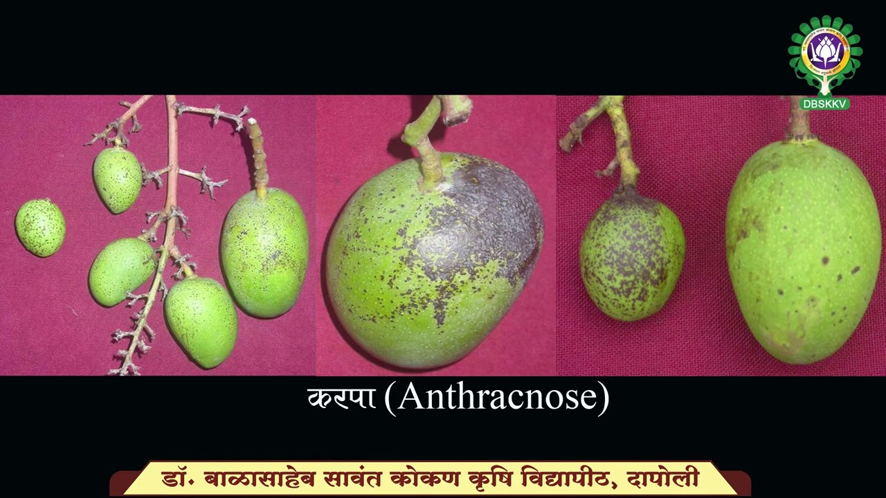 आंब्यावरील करपा रोग व्यवस्थापन । Anthracnose on Mango । DBSKKV, Dapoli