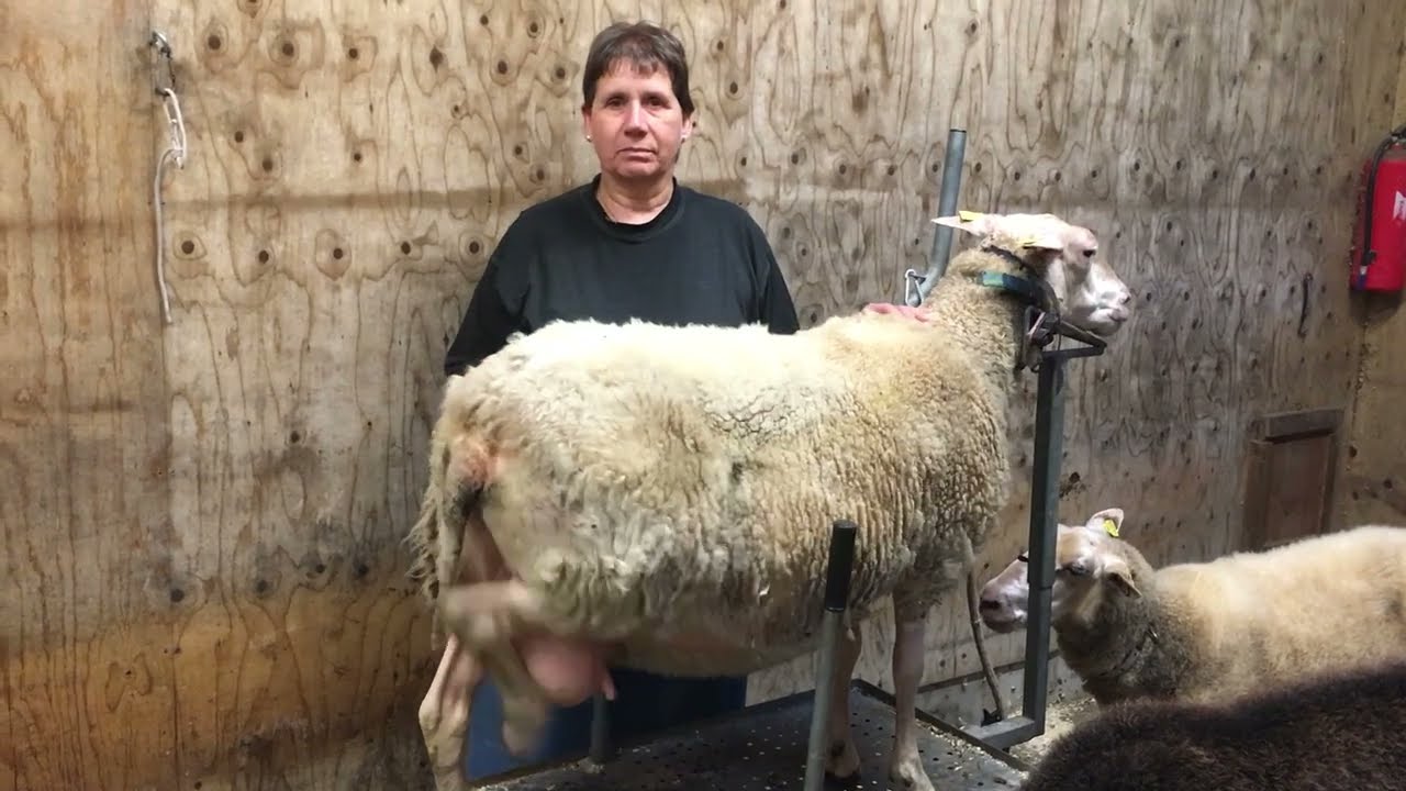 Klauenschneiden bei Schafen und Ziegen