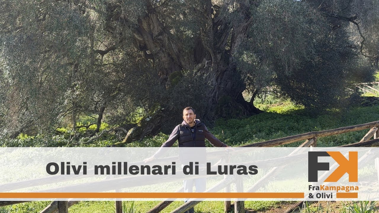 L’olivo più vecchio d’Europa 
